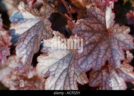 Heuchera Stockfoto