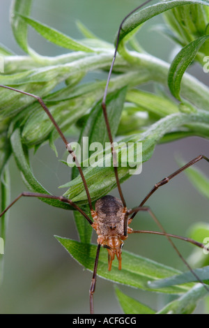 Phalangium opilio, Schnitter, ruht auf einer Anlage Stockfoto