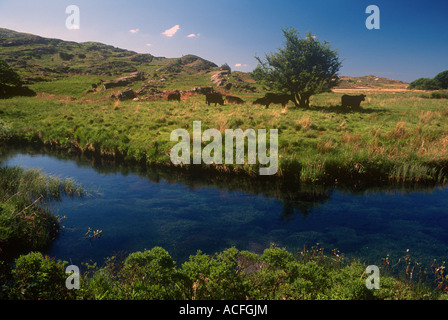 Gwynedd Snowdonia Cwm Nantcol Welsh Black Rinder Landwirtschaft Vieh Stockfoto