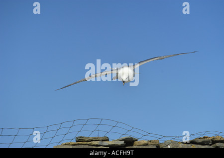 Fulmar Fulmarus Cyclopoida auf North Ronaldsay auf den Orkney-Inseln vor einem blauen Himmel fliegen Stockfoto