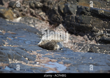 Grey Seal Pup Halichoerus Grypus auf North Ronaldsay Insel im schottischen Orkney-Inseln Stockfoto