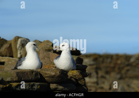 Fulmar Fulmarus Cyclopoida sitzen an der Schafe Ausgrenzung Wand auf North Ronaldsay auf den Orkney-Inseln Stockfoto