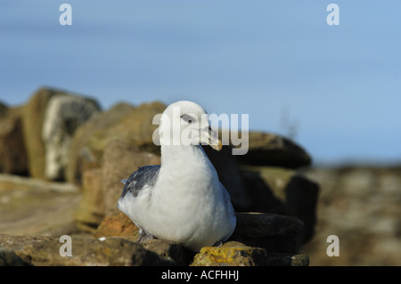 Fulmar Fulmarus Cyclopoida sitzen an der Schafe Ausgrenzung Wand auf North Ronaldsay auf den Orkney-Inseln Stockfoto