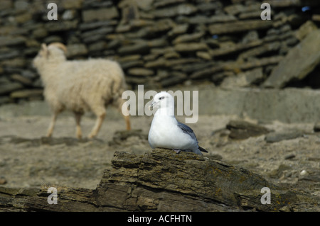 Fulmar auf Felsen mit North Ronaldsay Schaf vorbei an der Bund-Mauer, die hält sie auf dem Strand N Ronaldsay Orkney Schottland Stockfoto
