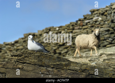 Fulmar auf Felsen mit North Ronaldsay Schaf vorbei an der Bund-Mauer, die hält sie auf dem Strand N Ronaldsay Orkney Schottland Stockfoto