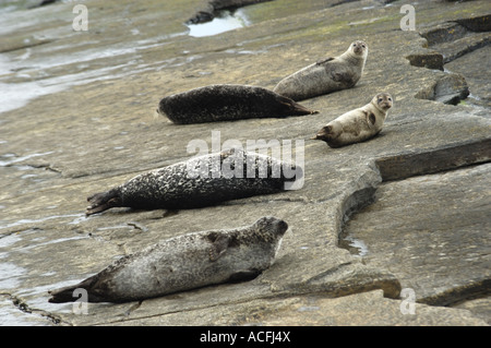 Kegelrobben, sonnen sich auf Felsen auf North Ronaldsay Insel im schottischen Orkney-Inseln Stockfoto