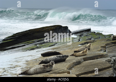 Kegelrobben, sonnen sich auf Felsen auf North Ronaldsay Insel im schottischen Orkney-Inseln Stockfoto