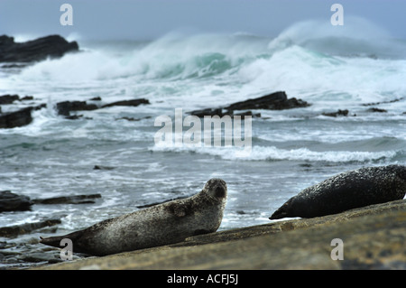 Kegelrobben, sonnen sich auf Felsen auf North Ronaldsay Insel im schottischen Orkney-Inseln Stockfoto