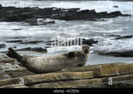 Kegelrobben, sonnen sich auf Felsen auf North Ronaldsay Insel im schottischen Orkney-Inseln Stockfoto