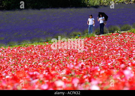 Ein Feld mit roten Mohnblumen auf der Farm Tomita eine berühmte Blumenzucht in Furano Hokkaido Japan Stockfoto