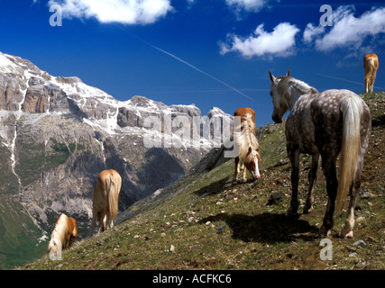 Italienischen Dolomiten Bergwelt mit wilden Pferde grasen im Querformat Stockfoto