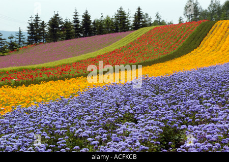 Bunte Blumenwiese am Bauernhof Tomita in Furano Biei Bereich der Hokkaido Japan 2005 Stockfoto