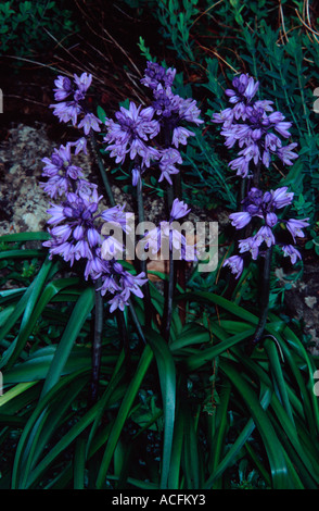 Englisch native Glockenblumen (Hyacinthoides non Scriptus Sy Scilla non Scripta), Royal Victoria Park, Spa Bath, Somerset, Großbritannien Stockfoto