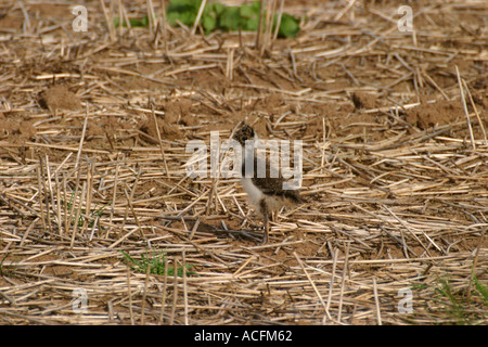 Küken Kiebitz Vanellus vanellus Stockfoto