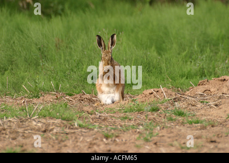 Feldhase Lepus europaeus Stockfoto