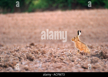 Brauner Hase Lepus europaeus Stockfoto