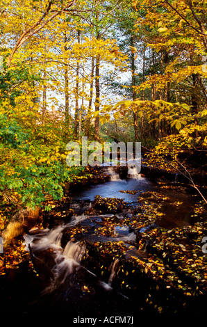Herbst Bach im Wald Stockfoto