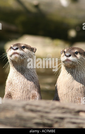 Asiatischen kurze Krallen Otter Stockfoto