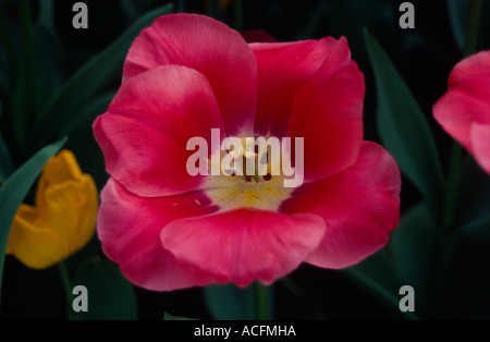 Rosa Tulpe, Eden Project, Cornwall, UK Stockfoto