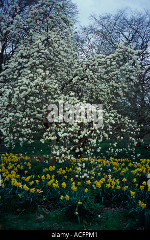 Magnolia Heptapeta und Narzissen, Kew Gardens, Surrey, UK Stockfoto