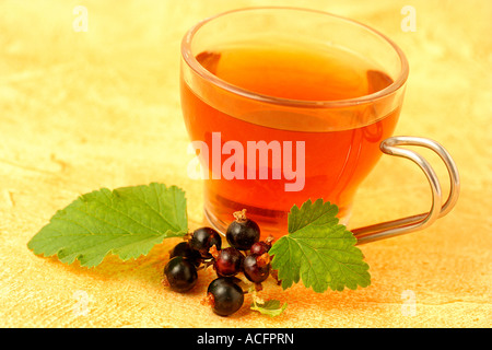 Infusion von schwarzer Johannisbeere (Ribes Nigrum) Stockfoto