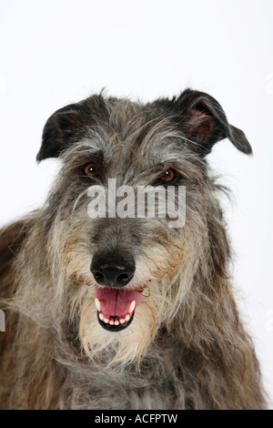 Scottish Deerhound Stockfoto