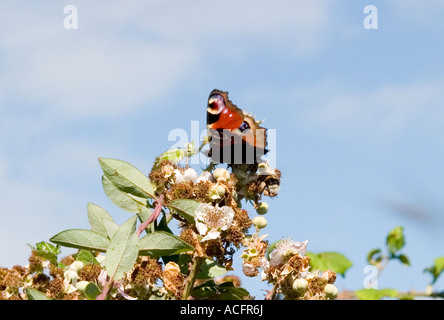 Tagpfauenauge auf Blackberry-Blüte Stockfoto