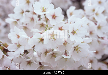 Nahaufnahme des Clusters der Vorfrühling weiße Blüten blühen Fuji Kirsche oder Prunus Incisa Baum Stockfoto