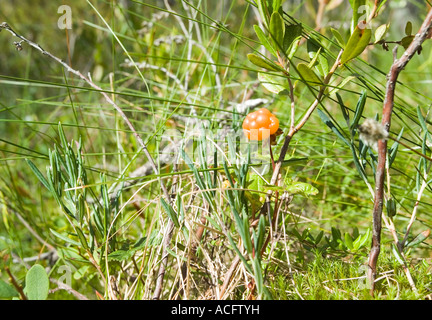 Rubus chamaemorus Stockfoto