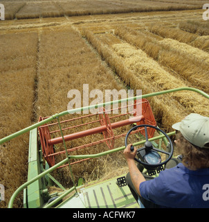 Blick vom kleinen Grundstück Mähdrescher Gerste Feld Experiment Probe sammeln Stockfoto