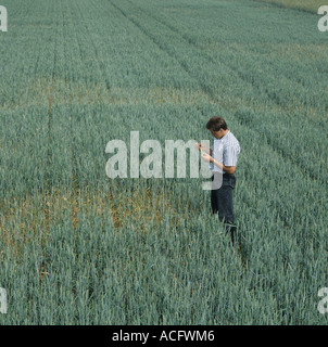 Agronom bewertet einer nehmen alle Patch in einer reifenden Weizenernte Deutschland Stockfoto