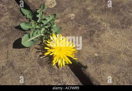 Blumen und Blätter der gemeinsamen Löwenzahn oder Taraxacum Officinale wachsen und Überleben gegen die Quote zwischen Steinplatten Stockfoto