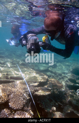 Meeresforscher untersuchen Korallen Gesundheit mit Unterwasser-Video von einem Transekt Band, Pilbara, Western Australia Stockfoto