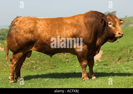 Limousin-Stier im Feld Stockfoto