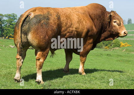 Limousin-Stier im Feld Stockfoto