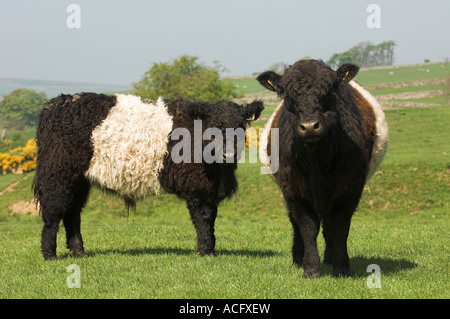 Belted Galloway Rinder in Bereichen North Yorkshire Stockfoto