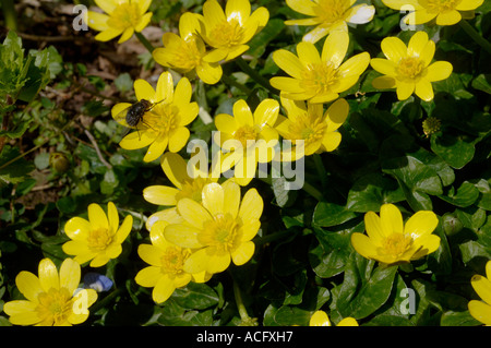 Im Frühjahr blüht der kleine Zöllner (Ficaria verna) mit Fliegenbesuchen Stockfoto