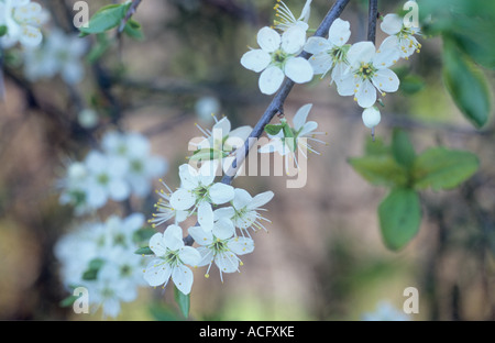 Nahaufnahme von der Vorfrühling weiße Blüten mit einigen Blättern von Blackthorn oder Prunus spinosa Stockfoto