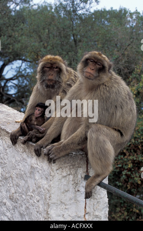 Barbary Macaque Macaca Sylvanus Gibralter IUCN gefährdet Stockfoto