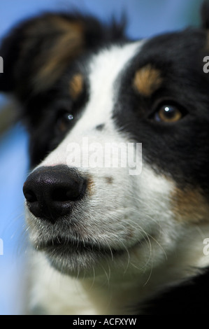 Warnung schwarz weiß und Tan Border Collie Hund Stockfoto