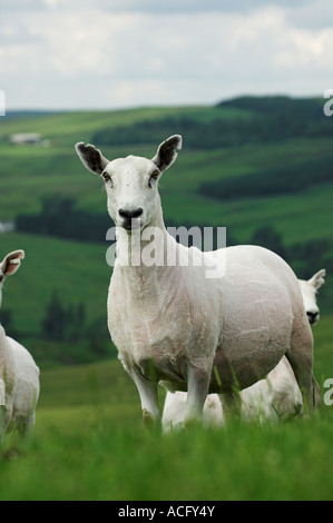 Neu zugeschnittenen Cheviot Maultier Ewe Hawick Scottish Borders Stockfoto