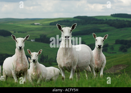 Neu zugeschnittenen Cheviot Maultier Ewe Hawick Scottish Borders Stockfoto