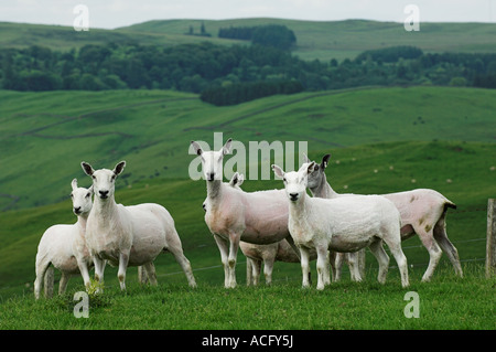 Neu zugeschnittenen Cheviot Maultier Ewe Hawick Scottish Borders Stockfoto