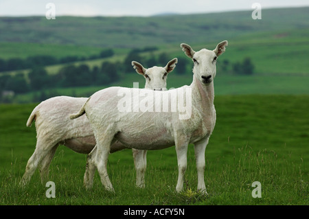 Neu zugeschnittenen Cheviot Maultier Ewe Hawick Scottish Borders Stockfoto