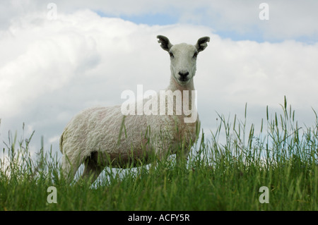 Neu zugeschnittenen Cheviot Maultier Ewe Hawick Scottish Borders Stockfoto