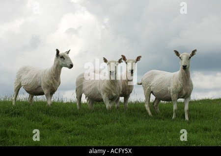 Neu zugeschnittenen Cheviot Maultier Ewe Hawick Scottish Borders Stockfoto