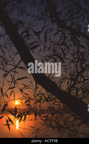 Äste, die Silhouette gegen einen Sonnenuntergang über einem See Stockfoto