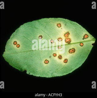 Bakterielle Krebs Xanthomonas Citri Blatt spotting auf Zitrone Thailand Stockfoto