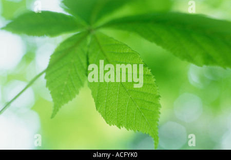 Nahaufnahme von frischen jungen blass grünen Blatt der Rosskastanie oder Aesculus Hippocastanum Baum mit Hintergrundbeleuchtung Laub über Stockfoto