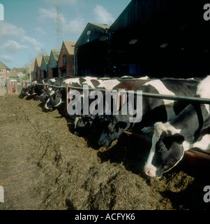 Holstein oder friesische Kühe essen Silage in einem Trog an einem Frühlingsmorgen Stockfoto